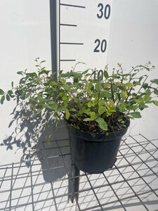 Spiraea decumbens geen maat specificatie cont. 3,0L - afbeelding 2