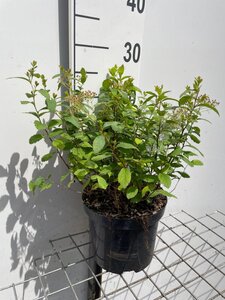 Spiraea decumbens geen maat specificatie cont. 3,0L - afbeelding 3