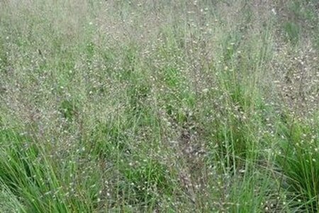 Sporobolus heterolepis 'Cloud' geen maat specificatie 0,55L/P9cm