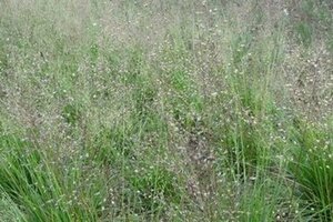 Sporobolus heterolepis 'Cloud' geen maat specificatie 0,55L/P9cm
