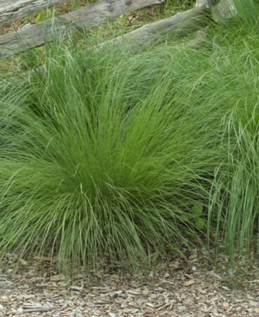 Sporobolus heterolepis geen maat specificatie 0,55L/P9cm - afbeelding 2
