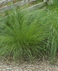 Sporobolus heterolepis geen maat specificatie 0,55L/P9cm - afbeelding 2
