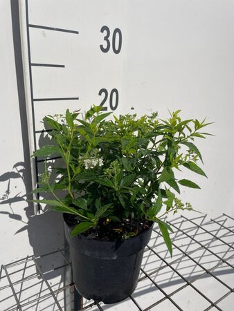Spiraea jap. 'Albiflora' geen maat specificatie cont. 1,3L - afbeelding 1