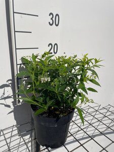 Spiraea jap. 'Albiflora' geen maat specificatie cont. 1,3L