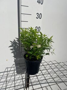 Spiraea jap. 'Albiflora' geen maat specificatie cont. 1,3L - afbeelding 2