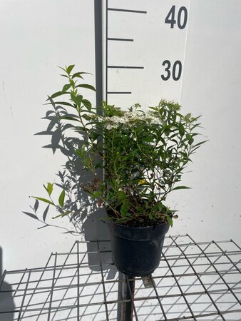 Spiraea jap. 'Albiflora' geen maat specificatie cont. 1,3L - afbeelding 4