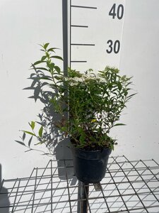 Spiraea jap. 'Albiflora' geen maat specificatie cont. 1,3L - afbeelding 4
