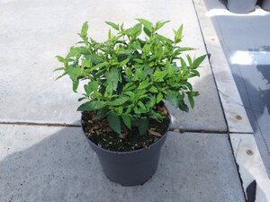 Spiraea jap. 'Albiflora' geen maat specificatie cont. 1,3L