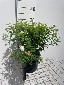 Spiraea jap. 'Albiflora' geen maat specificatie cont. 3,0L