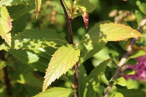Spiraea jap. 'Anthony Waterer' 30-40 cm cont. 3,0L - afbeelding 3