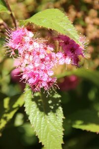 Spiraea jap. 'Anthony Waterer' 30-40 cm wortelgoed struik