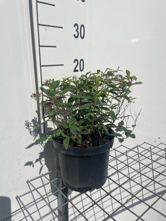 Spiraea jap. 'Anthony Waterer' geen maat specificatie cont. 3,0L - afbeelding 1