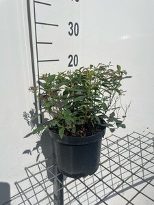 Spiraea jap. 'Anthony Waterer' geen maat specificatie cont. 3,0L