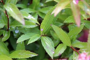 Spiraea jap. 'Genpei' 25-30 cm cont. 2,0L - afbeelding 2