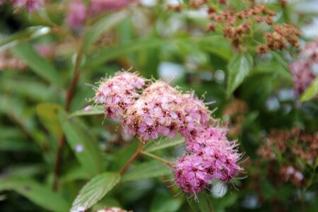 Spiraea jap. 'Genpei' 30-40 cm wortelgoed - afbeelding 3