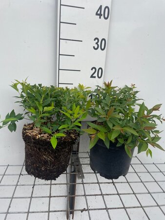 Spiraea jap. 'Genpei' geen maat specificatie cont. 3,0L - afbeelding 1