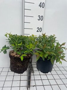 Spiraea jap. 'Genpei' geen maat specificatie cont. 3,0L
