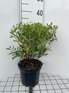Spiraea jap. 'Genpei' geen maat specificatie cont. 3,0L - afbeelding 2