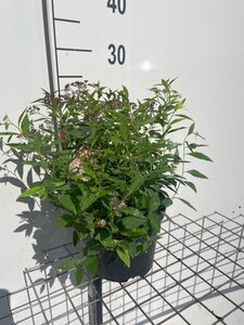 Spiraea jap. 'Genpei' geen maat specificatie cont. 3,0L - afbeelding 3