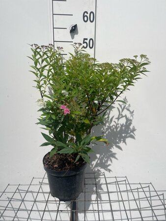 Spiraea jap. 'Genpei' geen maat specificatie cont. 3,0L - afbeelding 4