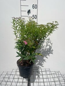 Spiraea jap. 'Genpei' geen maat specificatie cont. 3,0L - afbeelding 4