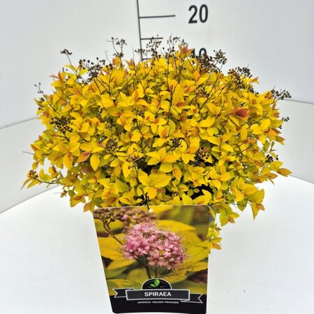 Spiraea jap. 'Golden Princess' 40-50 cm cont. 10L