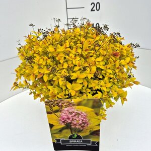 Spiraea jap. 'Golden Princess' 40-50 cm cont. 10L