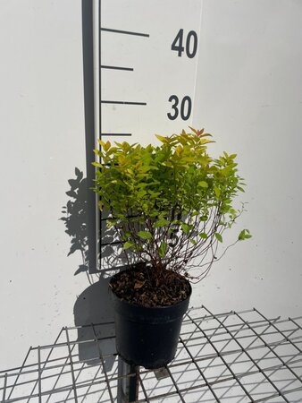 Spiraea jap. 'Golden Princess' geen maat specificatie cont. 1,3L - afbeelding 1