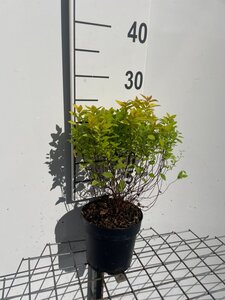 Spiraea jap. 'Golden Princess' geen maat specificatie cont. 1,3L - afbeelding 1