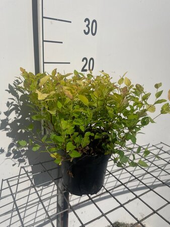 Spiraea jap. 'Golden Princess' geen maat specificatie cont. 1,3L - afbeelding 2