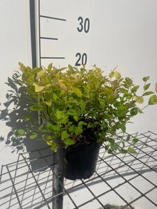 Spiraea jap. 'Golden Princess' geen maat specificatie cont. 1,3L - afbeelding 2