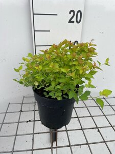 Spiraea jap. 'Golden Princess' geen maat specificatie cont. 1,3L - afbeelding 3