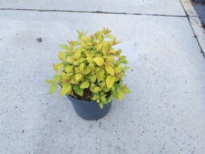 Spiraea jap. 'Golden Princess' geen maat specificatie cont. 1,3L
