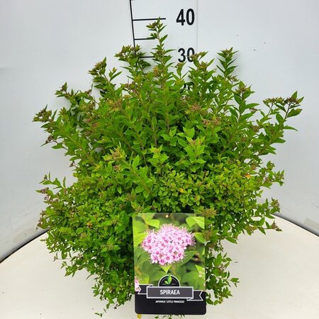 Spiraea jap. 'Little Princess' 40-50 cm cont. 10L