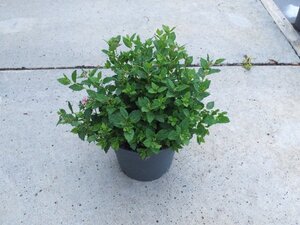 Spiraea jap. 'Little Princess' geen maat specificatie cont. 1,3L