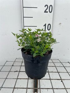 Spiraea jap. 'Little Princess' geen maat specificatie cont. 1,3L - afbeelding 1