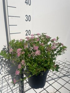Spiraea jap. 'Little Princess' geen maat specificatie cont. 1,3L - afbeelding 2