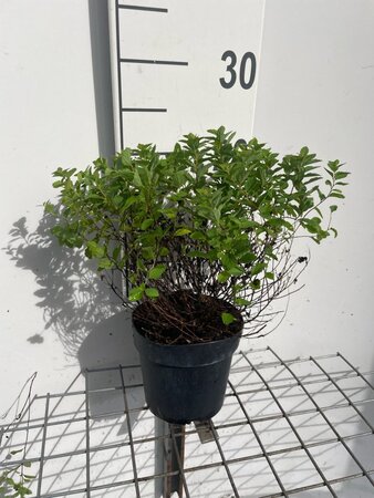 Spiraea jap. 'Little Princess' geen maat specificatie cont. 1,3L - afbeelding 3