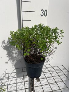 Spiraea jap. 'Little Princess' geen maat specificatie cont. 1,3L - afbeelding 3