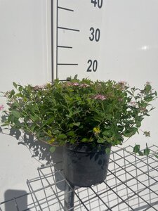 Spiraea jap. 'Little Princess' geen maat specificatie cont. 3,0L