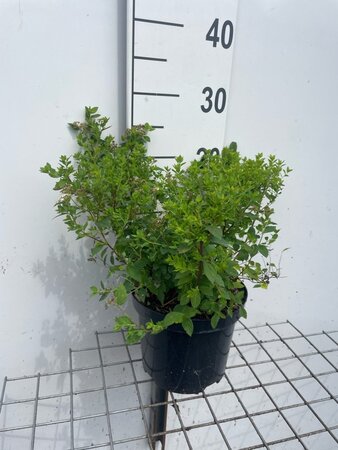 Spiraea jap. 'Little Princess' geen maat specificatie cont. 3,0L - afbeelding 2