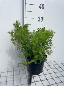 Spiraea jap. 'Little Princess' geen maat specificatie cont. 3,0L - afbeelding 2