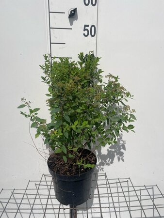 Spiraea jap. 'Little Princess' geen maat specificatie cont. 3,0L - afbeelding 3