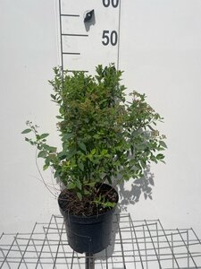 Spiraea jap. 'Little Princess' geen maat specificatie cont. 3,0L - afbeelding 3