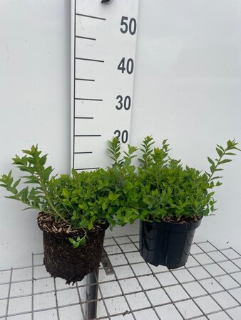 Spiraea jap. 'Little Princess' geen maat specificatie cont. 3,0L - afbeelding 4