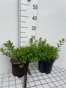 Spiraea jap. 'Little Princess' geen maat specificatie cont. 3,0L - afbeelding 4
