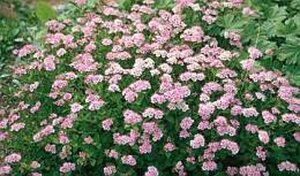 Spiraea jap. 'Little Princess' geen maat specificatie container