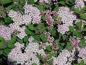 Spiraea jap. 'Little Princess' geen maat specificatie container - afbeelding 3
