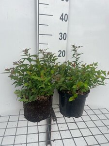 Spiraea jap. 'Manon' geen maat specificatie cont. 3,0L