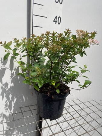 Spiraea jap. 'Manon' geen maat specificatie cont. 3,0L - afbeelding 2